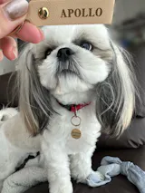 真鍮キーホルダー | QRコード付き犬用迷子札 | アプリ連携