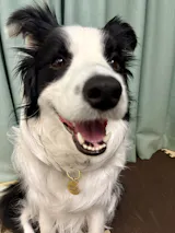 真鍮キーホルダー | QRコード付き犬用迷子札 | アプリ連携
