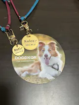 真鍮キーホルダー | QRコード付き犬用迷子札 | アプリ連携