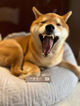PUレザーマジックタグ【アプリ連携できるQRコード付き犬用ネームタグ | 迷子札にも】