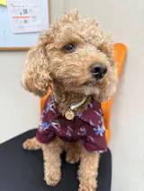 真鍮キーホルダー | QRコード付き犬用迷子札 | アプリ連携