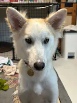 真鍮キーホルダー | QRコード付き犬用迷子札 | アプリ連携