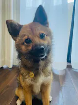 真鍮キーホルダー | QRコード付き犬用迷子札 | アプリ連携