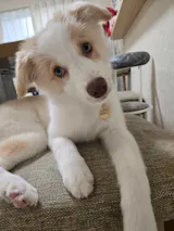 真鍮キーホルダー | QRコード付き犬用迷子札 | アプリ連携