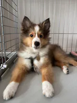 真鍮キーホルダー | QRコード付き犬用迷子札 | アプリ連携