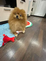 User picture