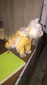 User picture