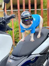 User picture
