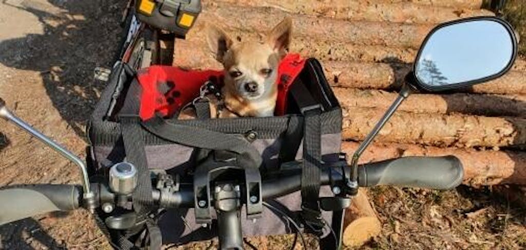 dog holder bike