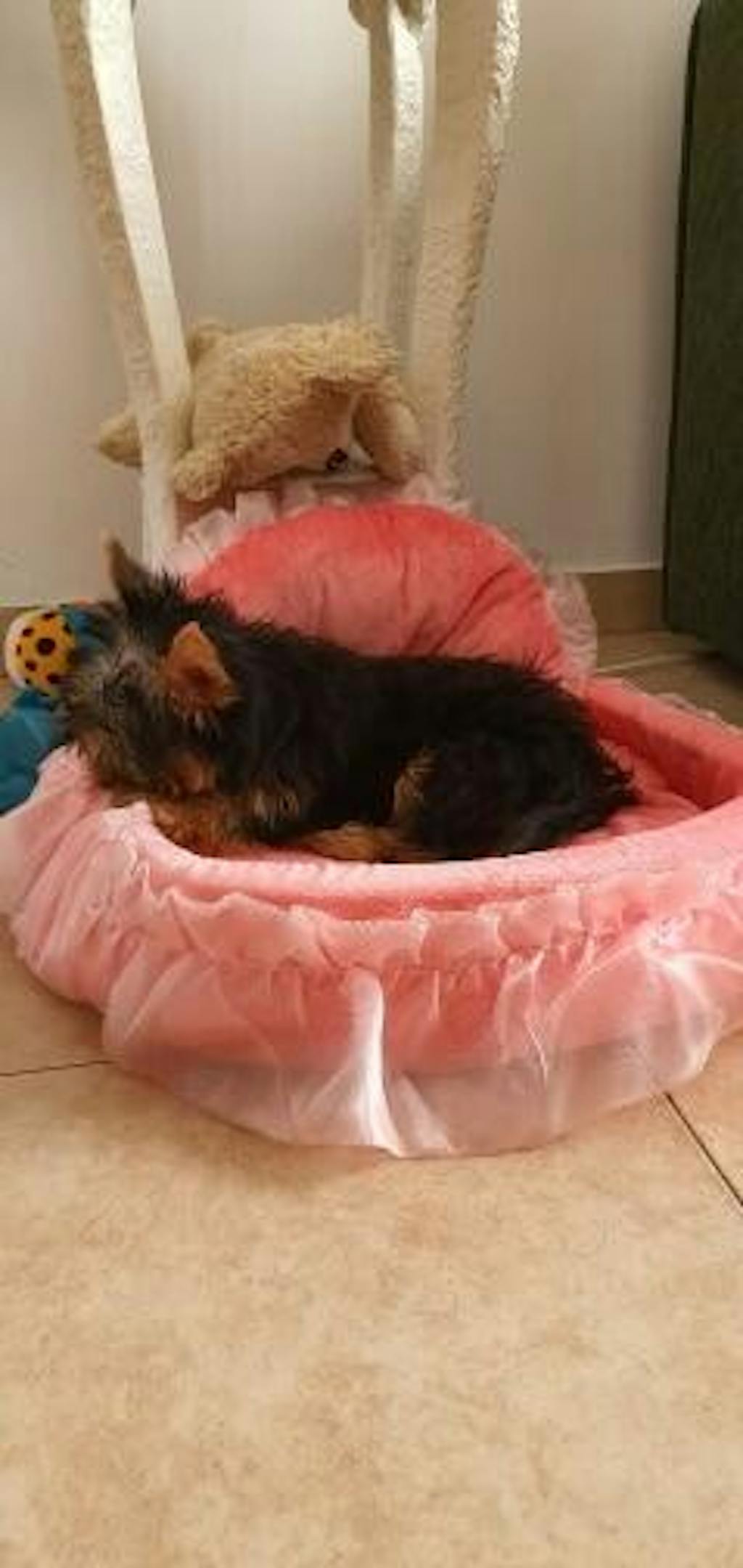 Cute Small Dog Beds Cute Puppy Beds Cute Girl Dog Beds Cute Cat
