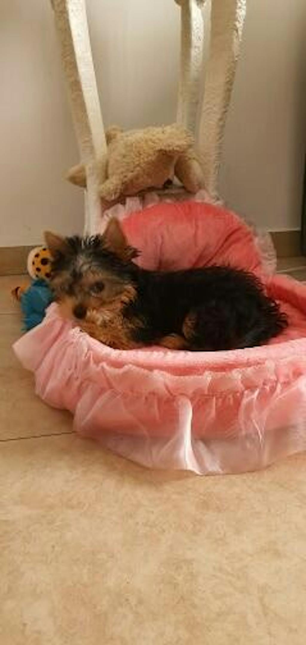 Cute Small Dog Beds Cute Puppy Beds Cute Girl Dog Beds Cute Cat Bed