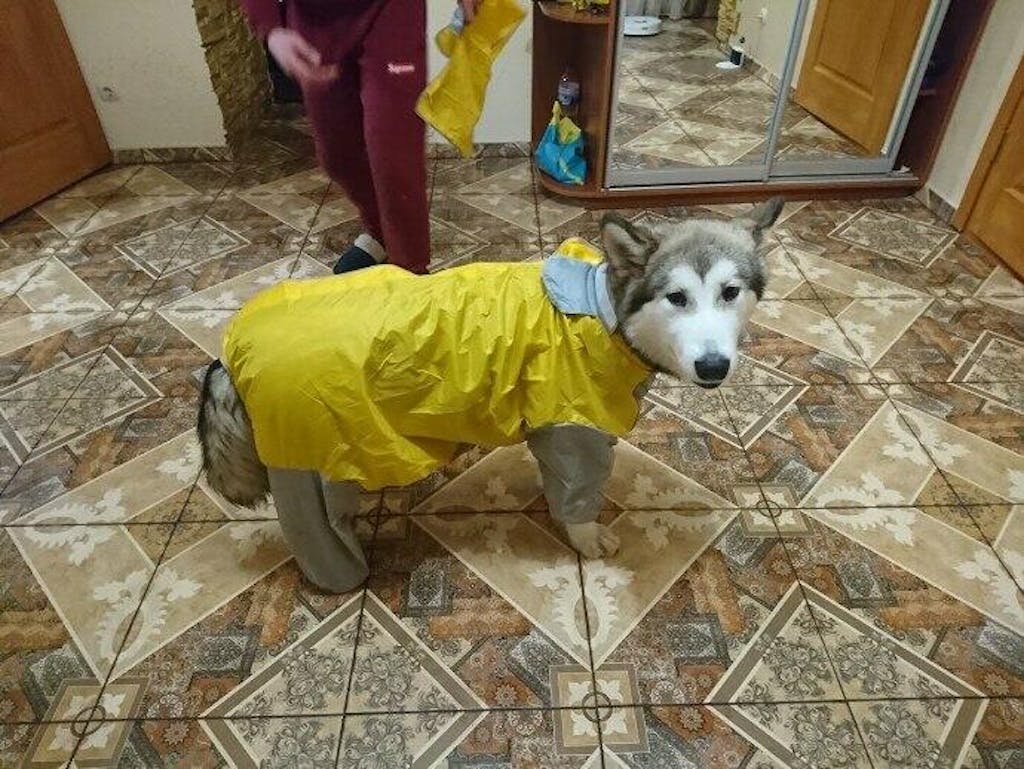 Dog Raincoat Best Dog Raincoat Dog Raincoat with Legs