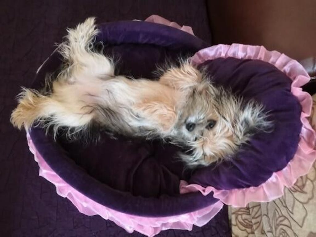 Cute Small Dog Beds Cute Puppy Beds Cute Girl Dog Beds Cute Cat Bed