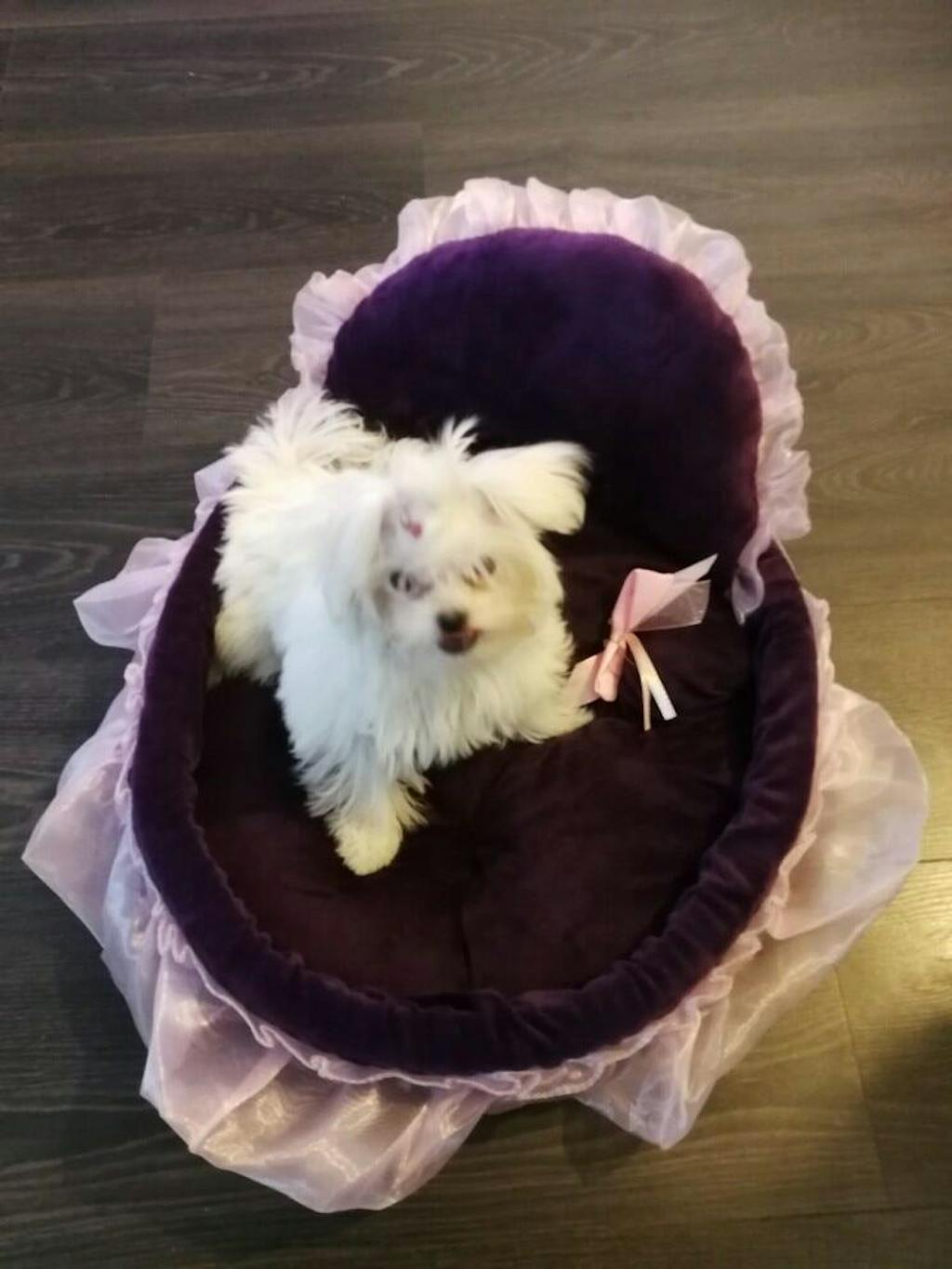 Cute Small Dog Beds Cute Puppy Beds Cute Girl Dog Beds Cute Cat Bed