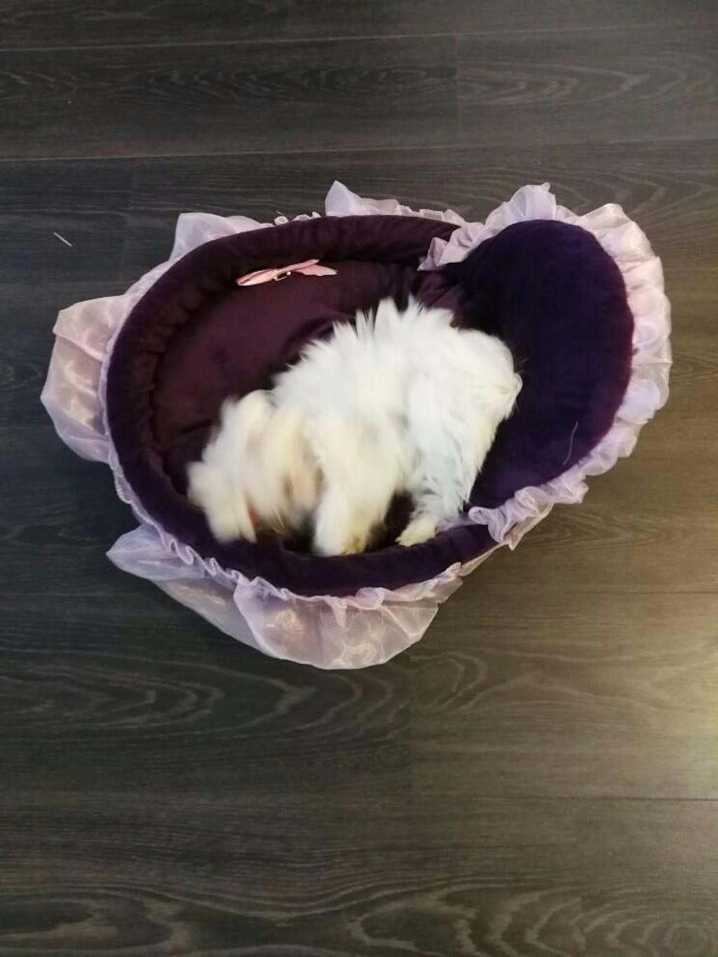 Cute Small Dog Beds Cute Puppy Beds Cute Girl Dog Beds Cute Cat Bed