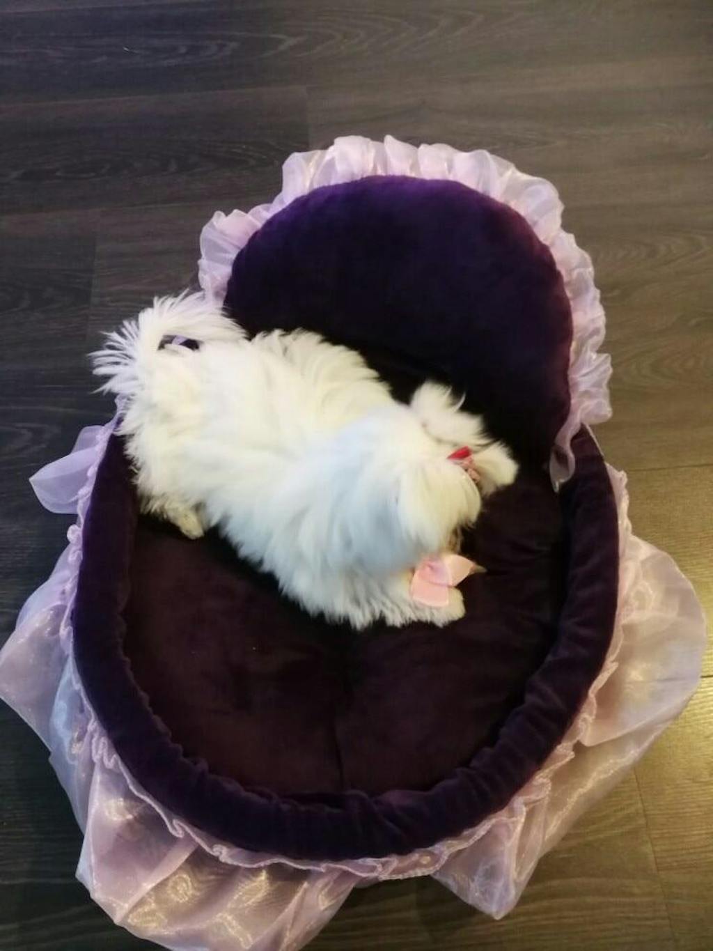 Cute Small Dog Beds Cute Puppy Beds Cute Girl Dog Beds Cute Cat Bed