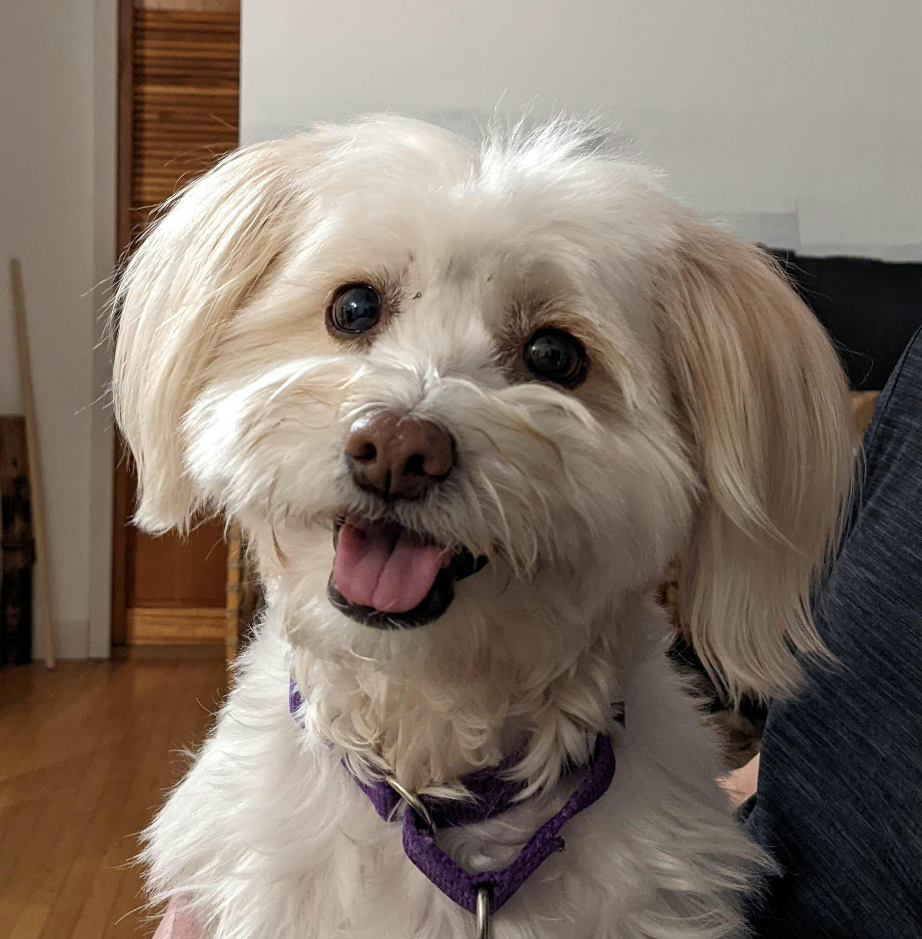 Dog Boots That Stay On DOGORA