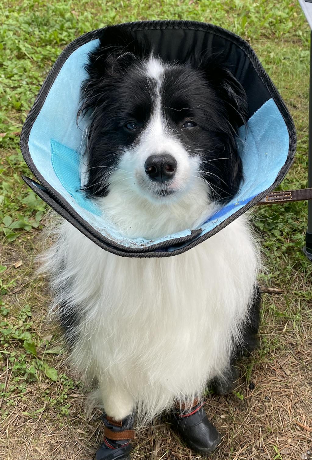 Dog Boots That Stay On DOGORA