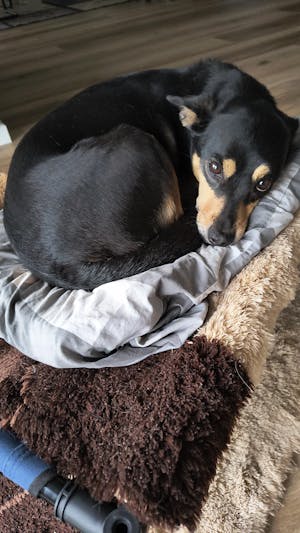 Hundefutter Geflügel & Kartoffel - 26% Protein für aktive Hunde & Welpen