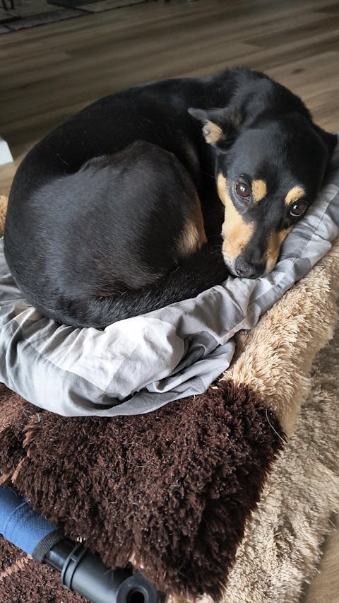 Premium Hundefutter Geflügel | Getreidefrei | Kleine Kroketten