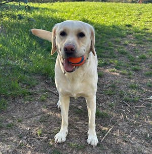 PARATIC Lieblings-Snacks für Hunde | Mit Schwarzkümmelöl & Kräutern