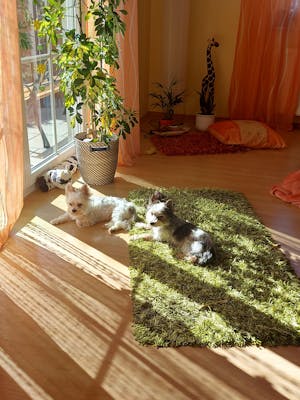 PARATIC Lieblings-Snacks für Hunde | Mit Schwarzkümmelöl & Kräutern