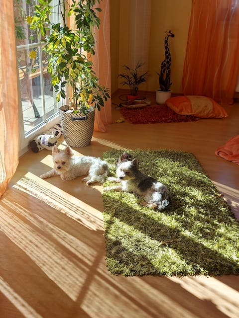 PARATIC Schutz-Snacks | Mit Schwarzkümmelöl & Kokosöl