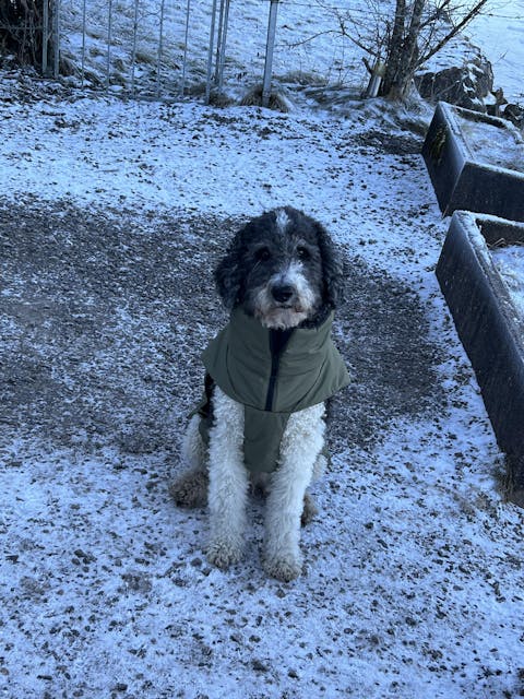 PARATIC Schutz-Snacks | Mit Schwarzkümmelöl & Kokosöl