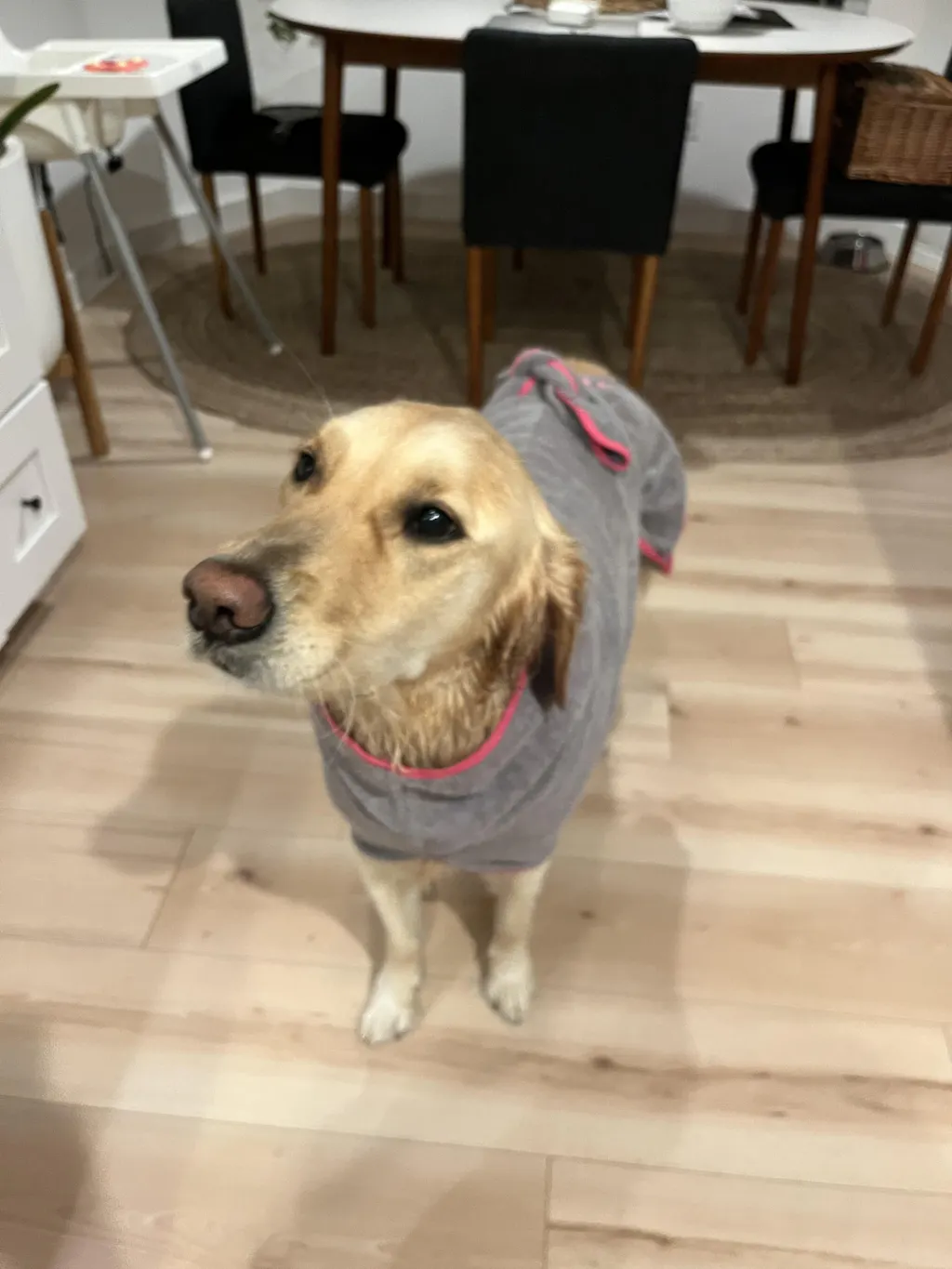 DOGSHT WraPUP with Custom Embroidery
