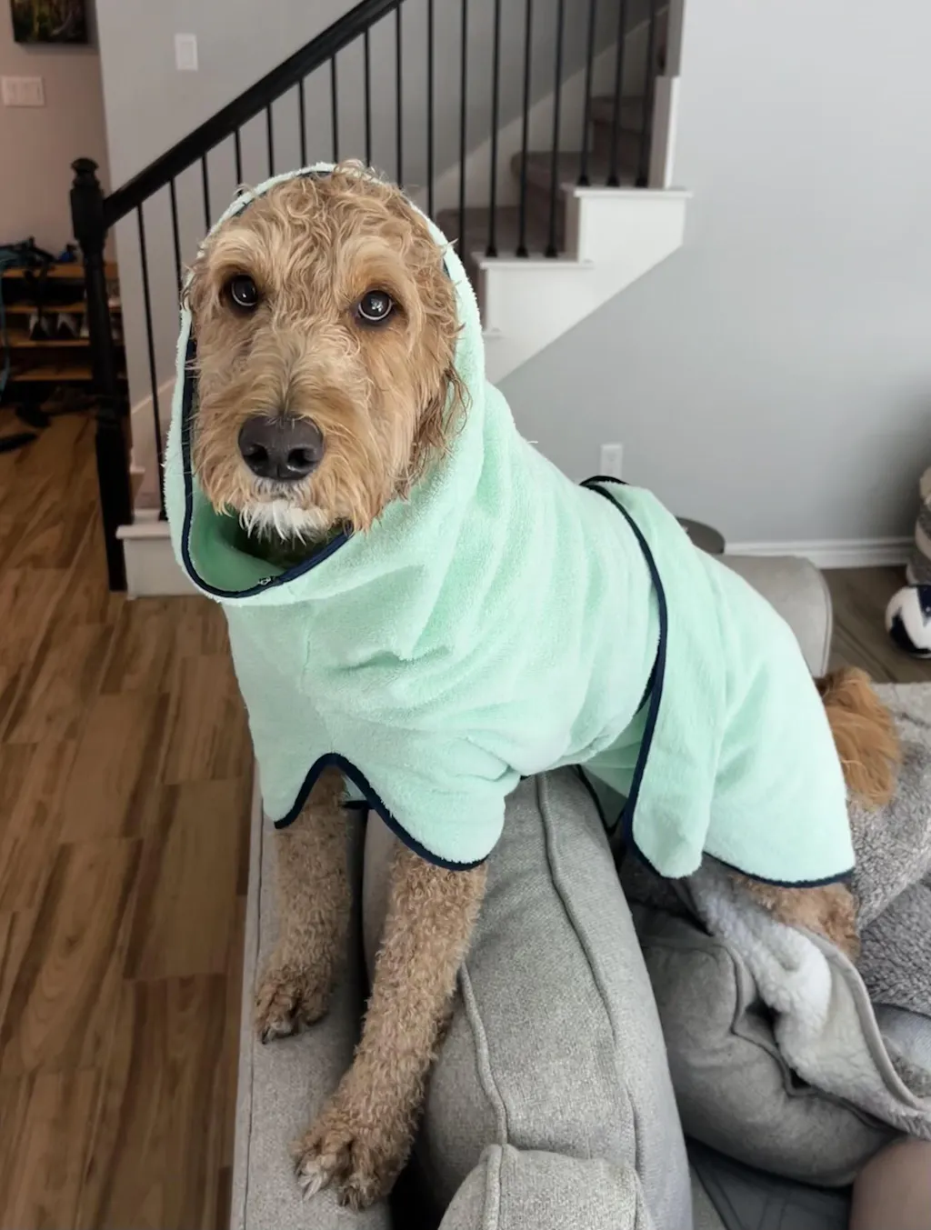 DOGSHT WraPUP