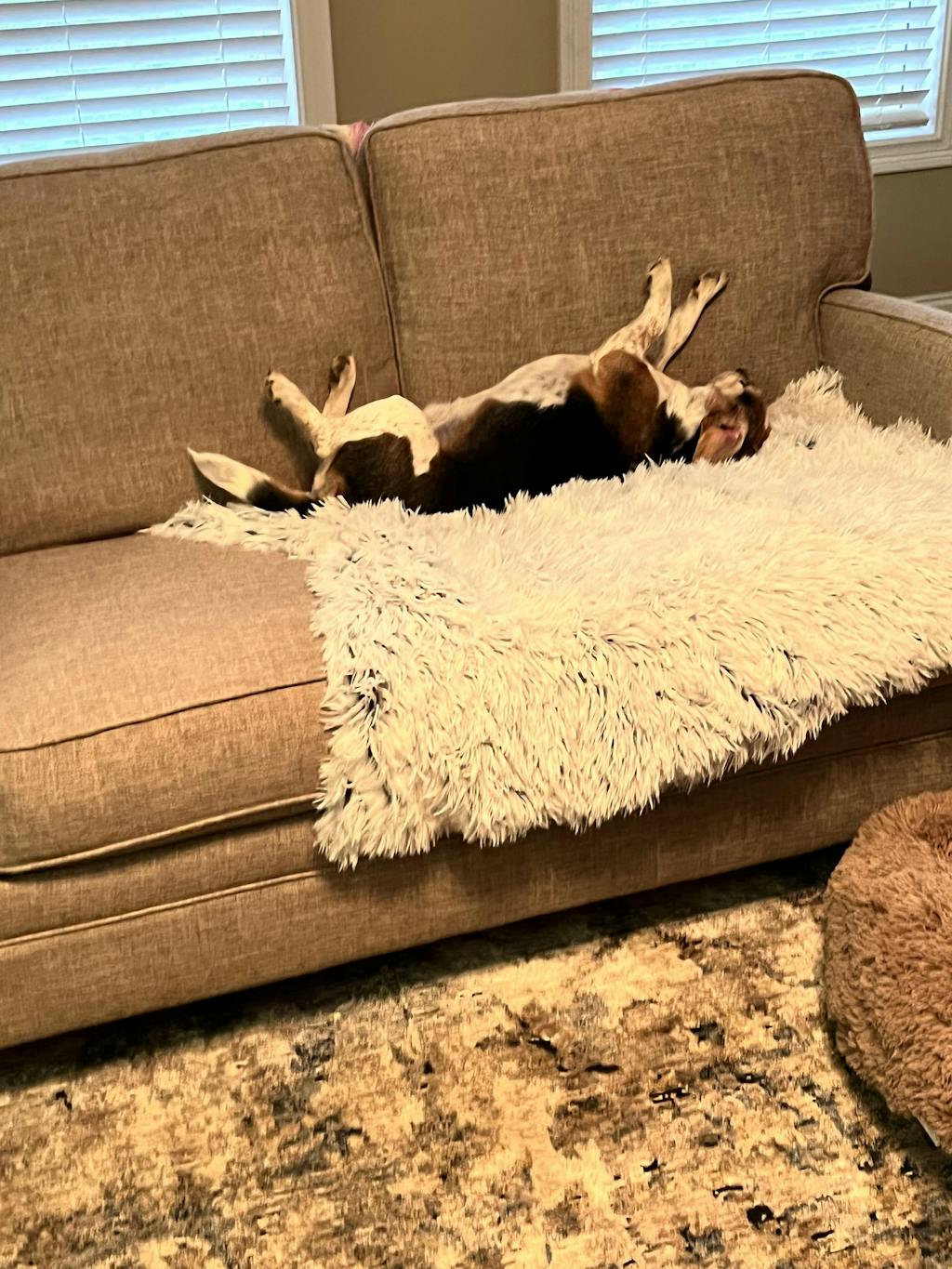 Dogslanding™ Calming Furniture Protector (Basic Edition) DogsLanding