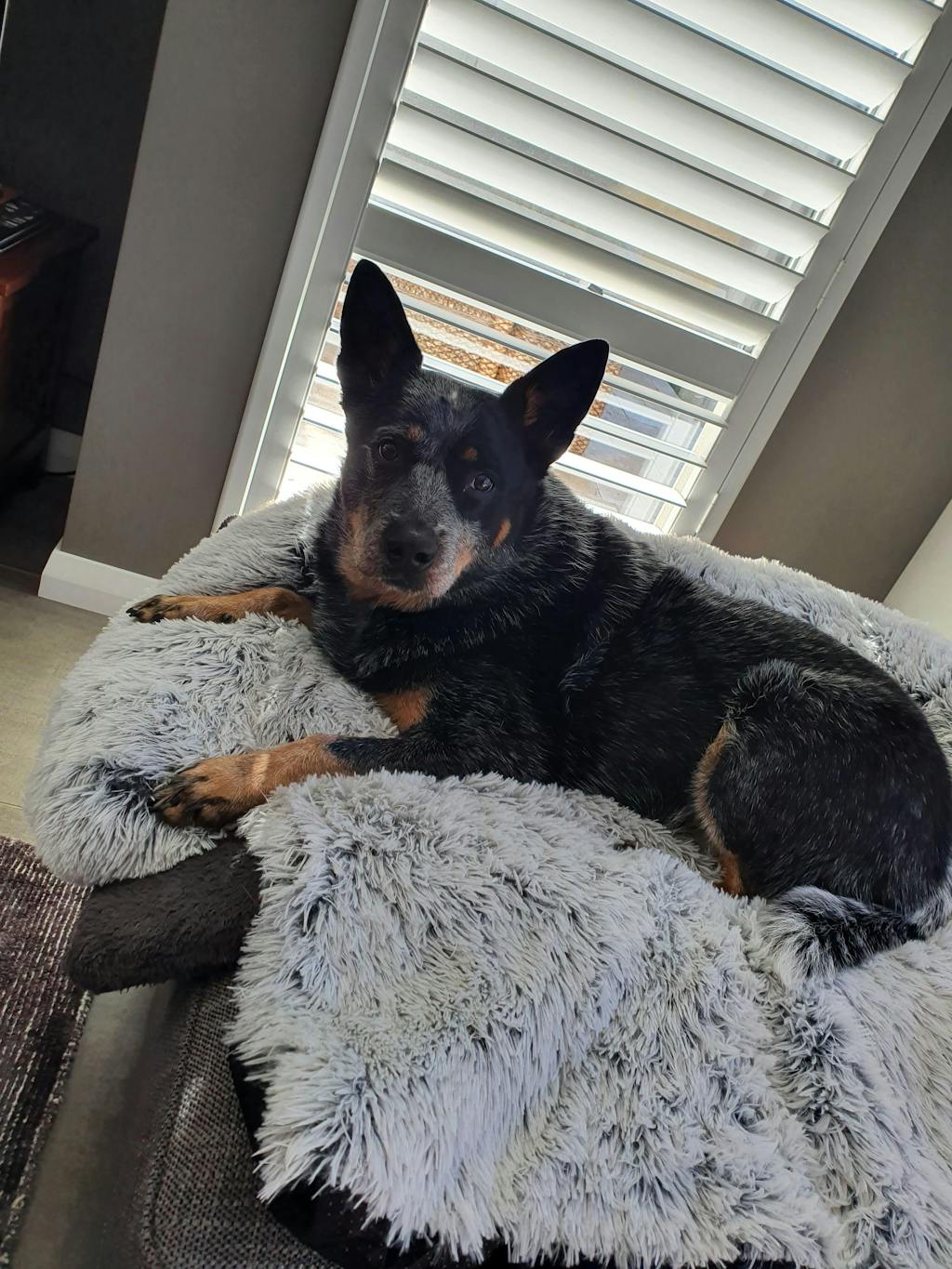 Dogslanding™ Calming Furniture Protector (Basic Edition) DogsLanding