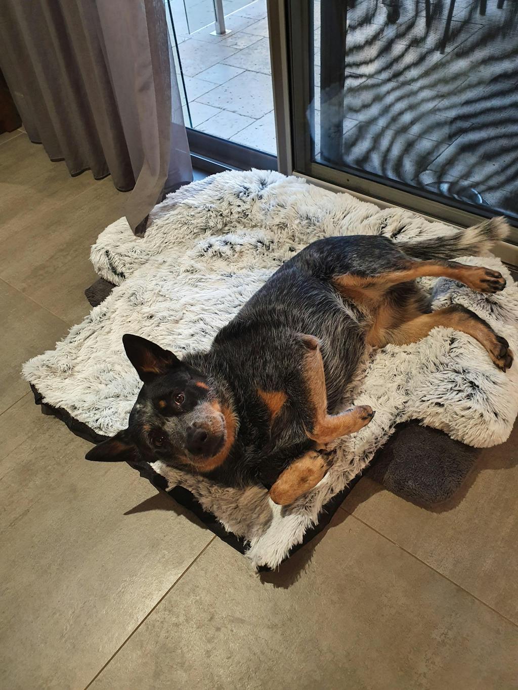 Dogslanding™ Calming Furniture Protector (Basic Edition) DogsLanding