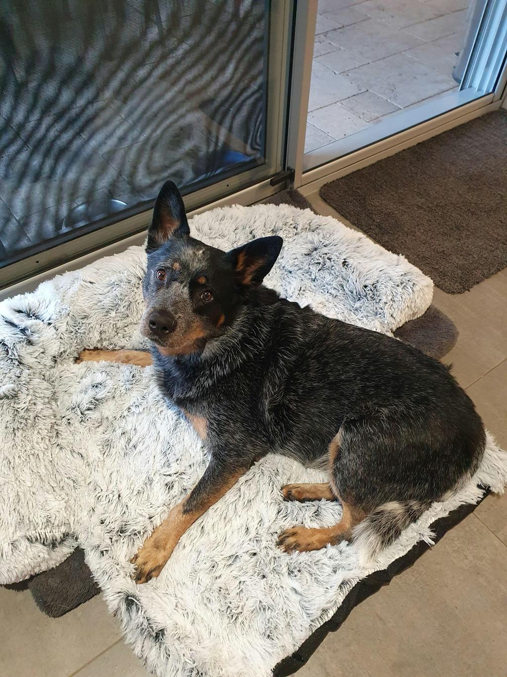 Dogslanding™ Calming Furniture Protector (Basic Edition) DogsLanding