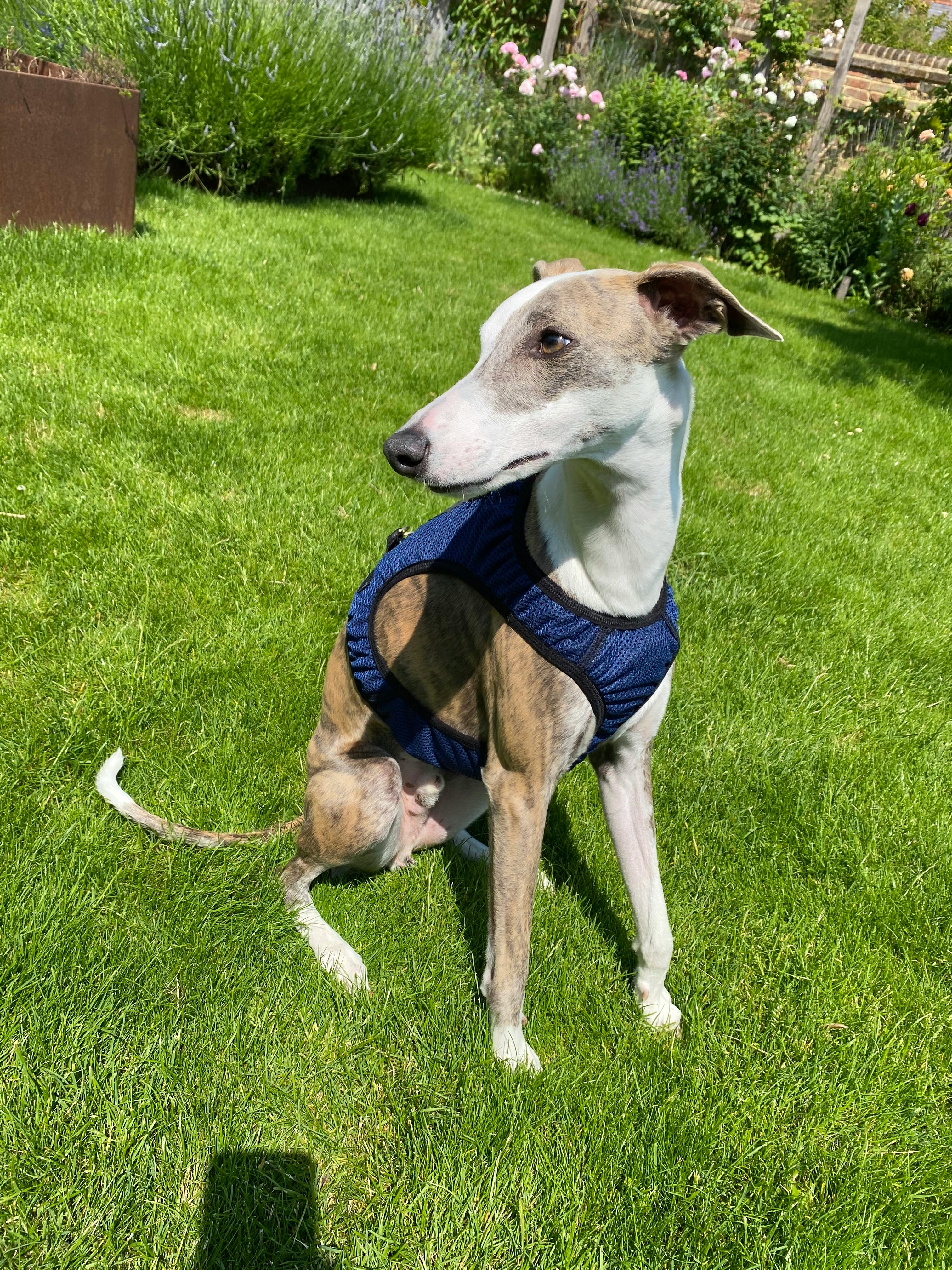 lurcher harness