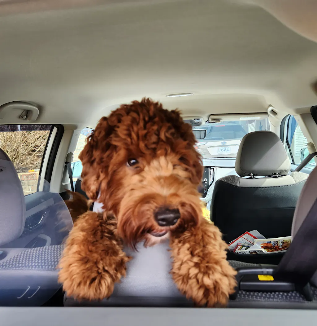 Doodle Detangler Spray