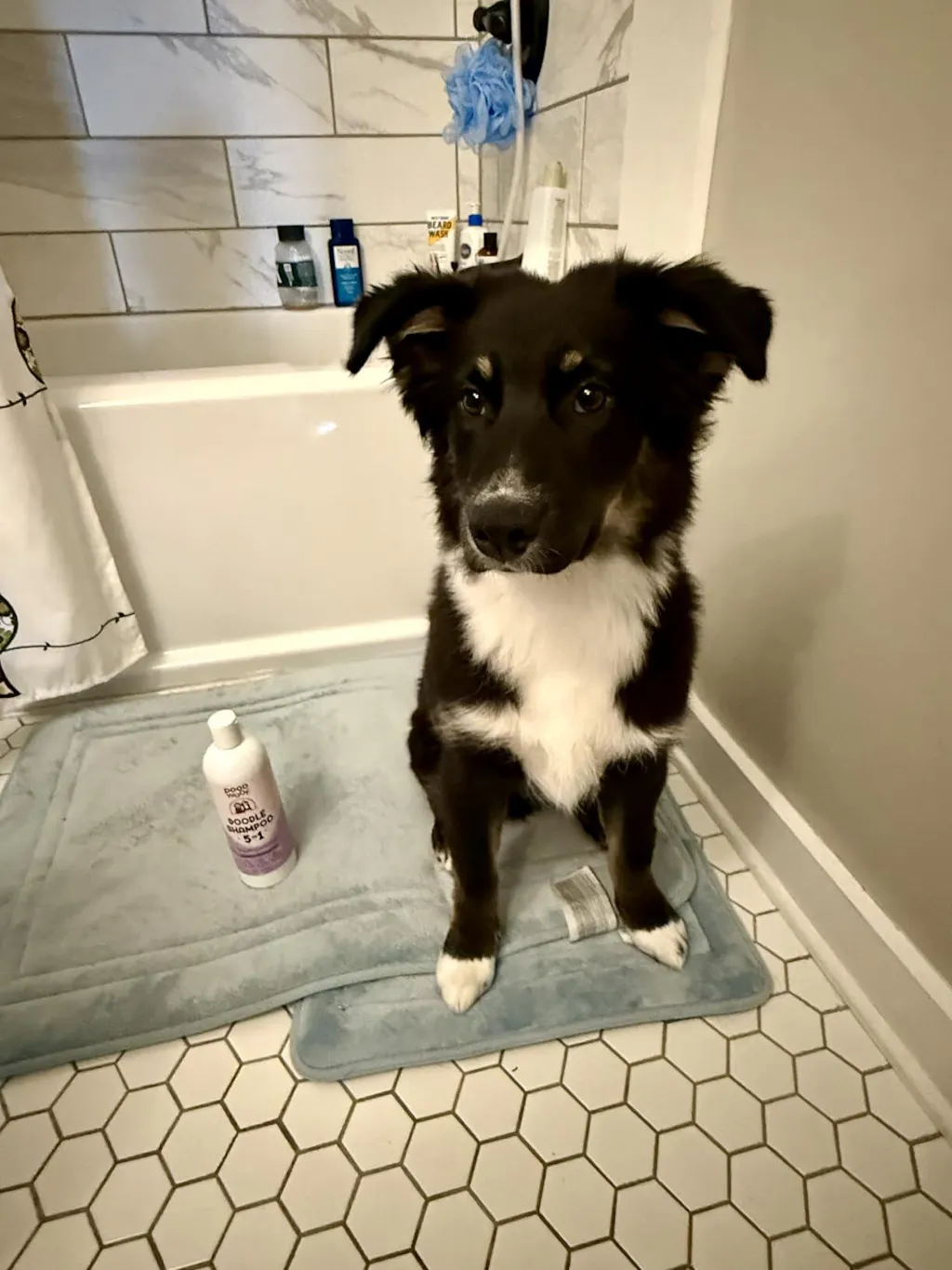 5-in-1 Doodle Shampoo