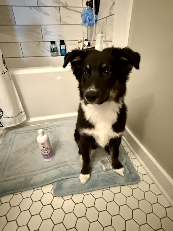 5-in-1 Doodle Shampoo