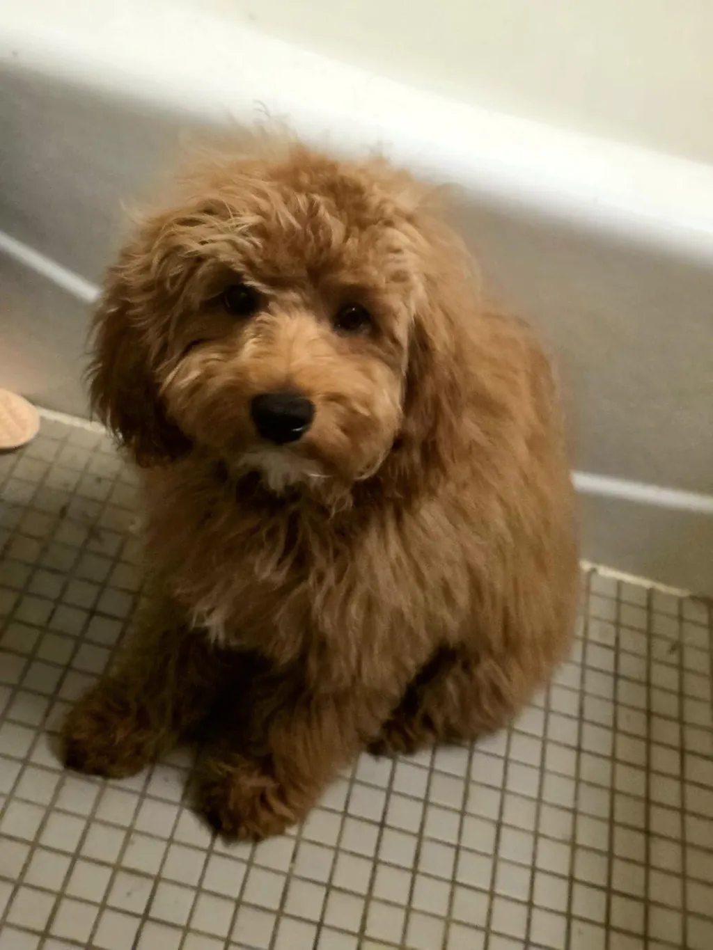 5-in-1 Doodle Shampoo