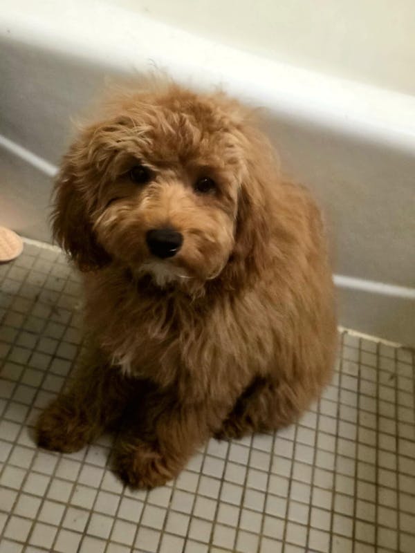 5-in-1 Doodle Shampoo