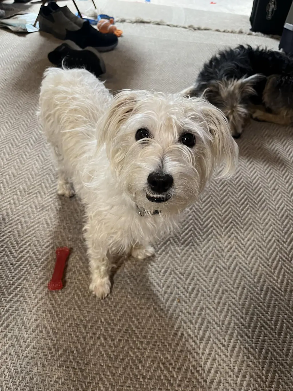 5-in-1 Doodle Shampoo