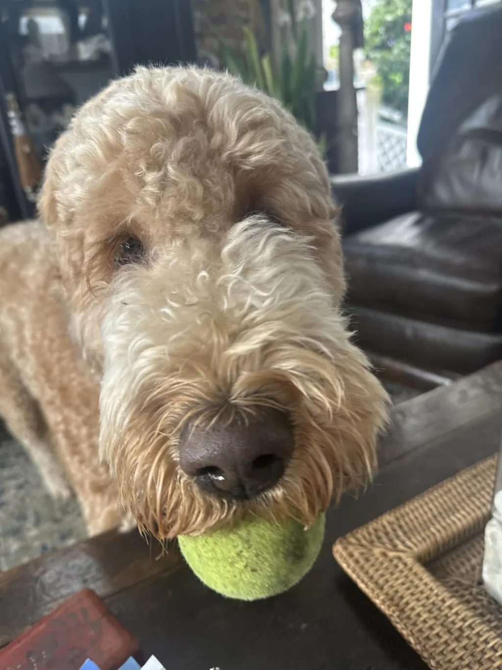 5-in-1 Doodle Shampoo