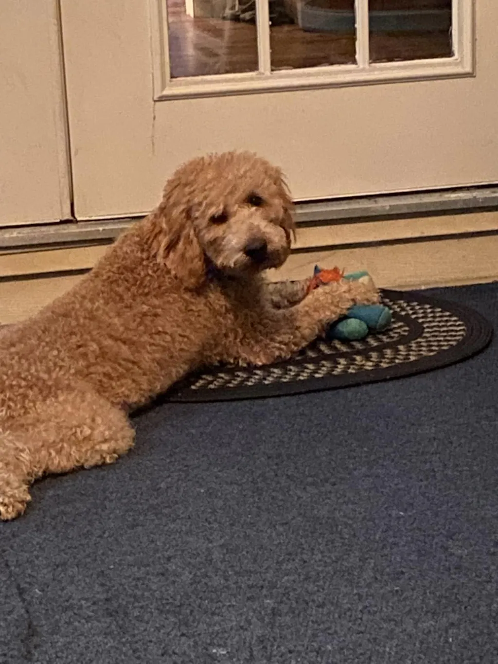 5-in-1 Doodle Shampoo