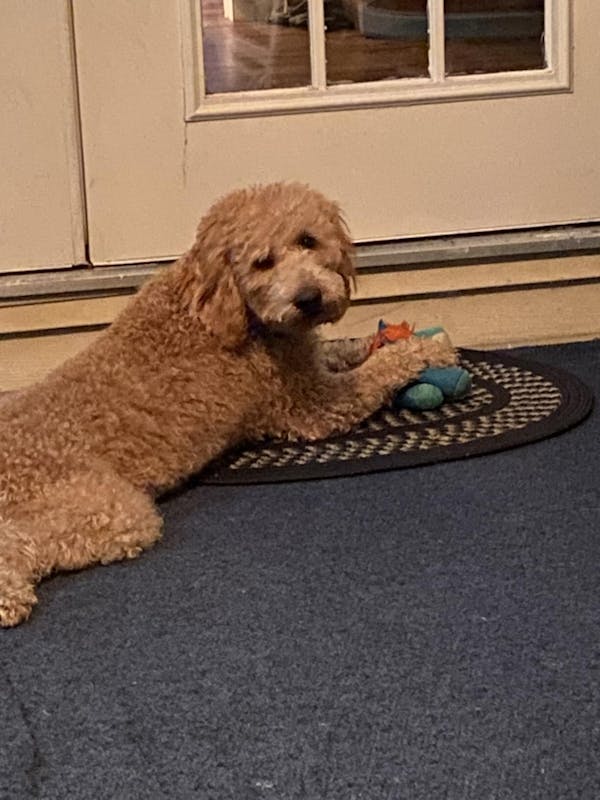 5-in-1 Doodle Shampoo