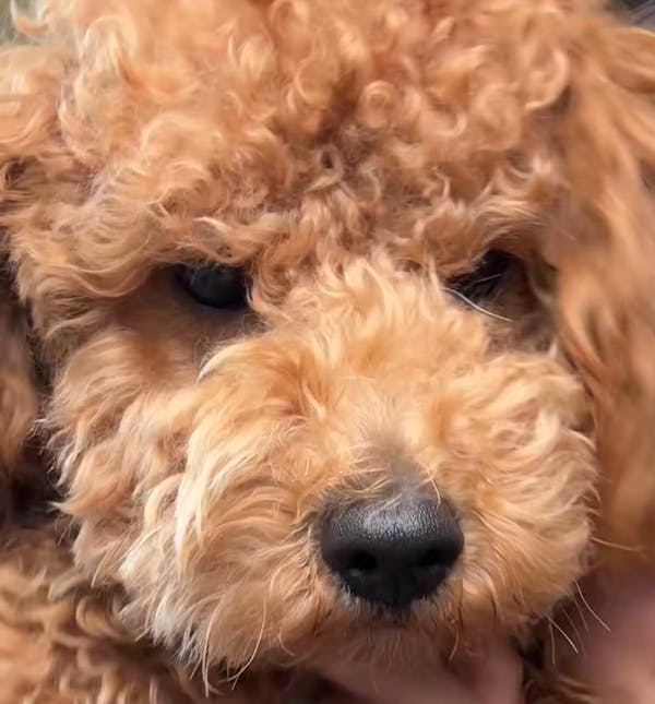 5-in-1 Doodle Shampoo