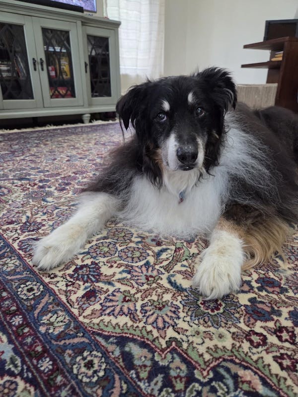 Doodle Detangler Spray