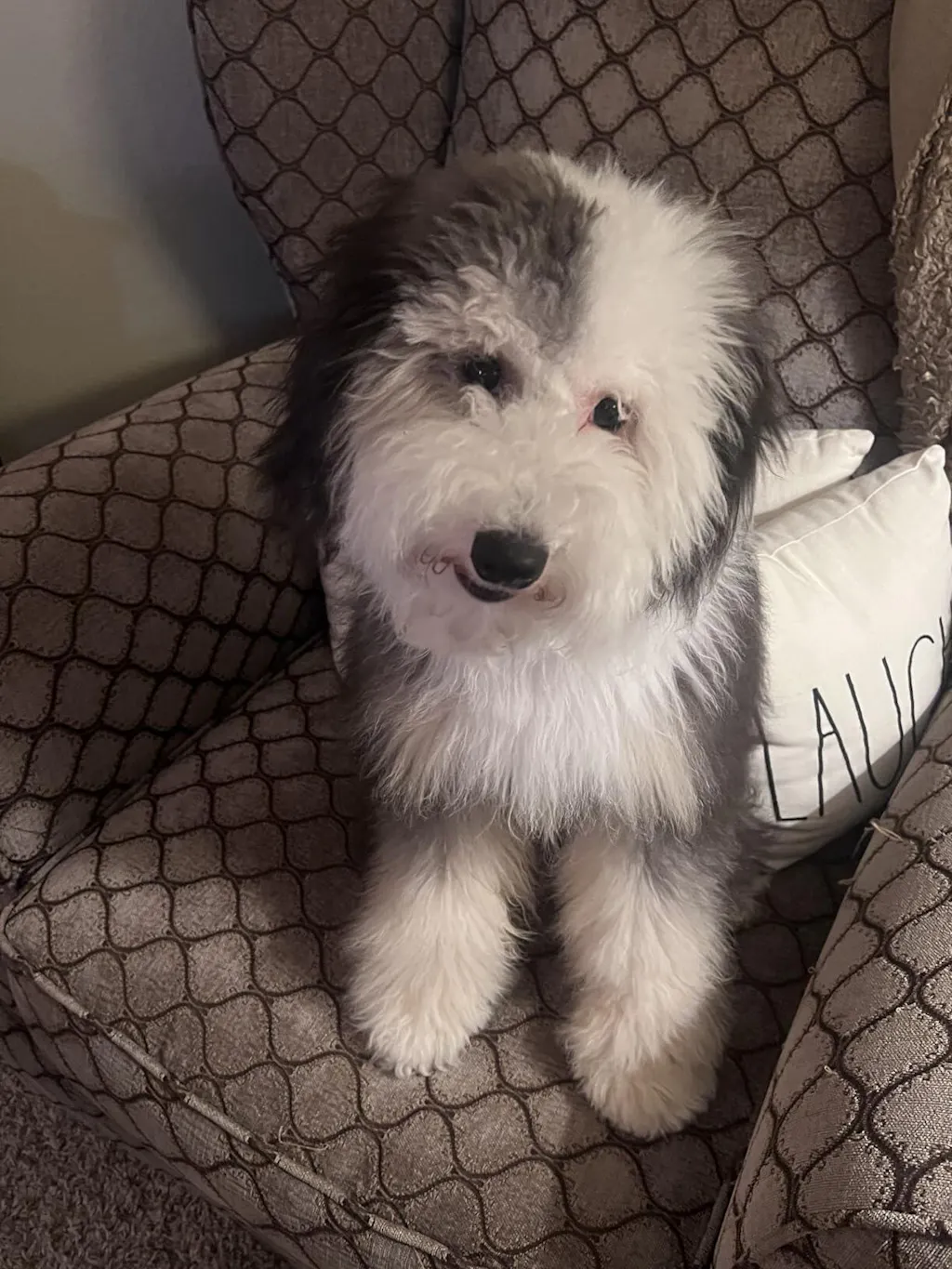 Doodle Detangler Spray