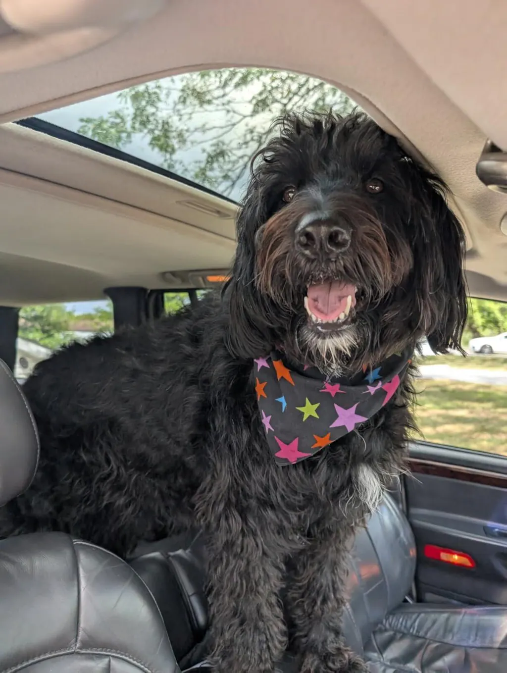 Doodle Detangler Spray