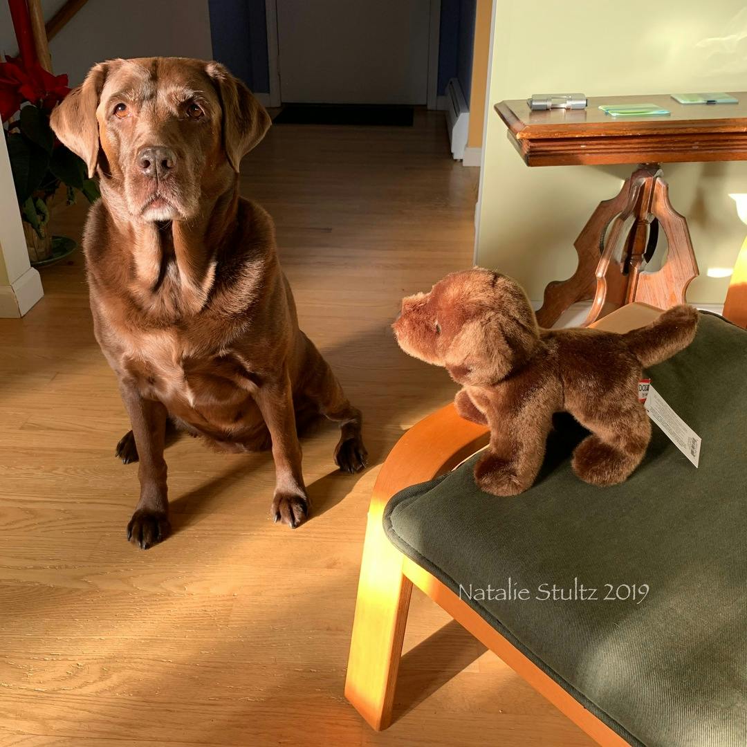 chocolate lab toy