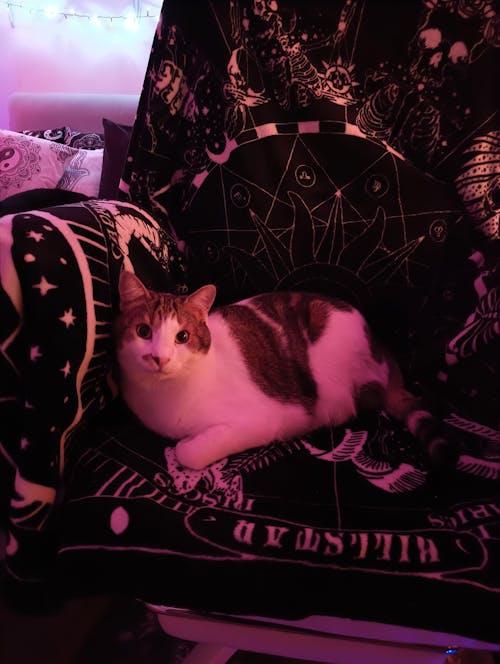 Dowinx Fabric Sofa Chair LS-66BG1B04 White